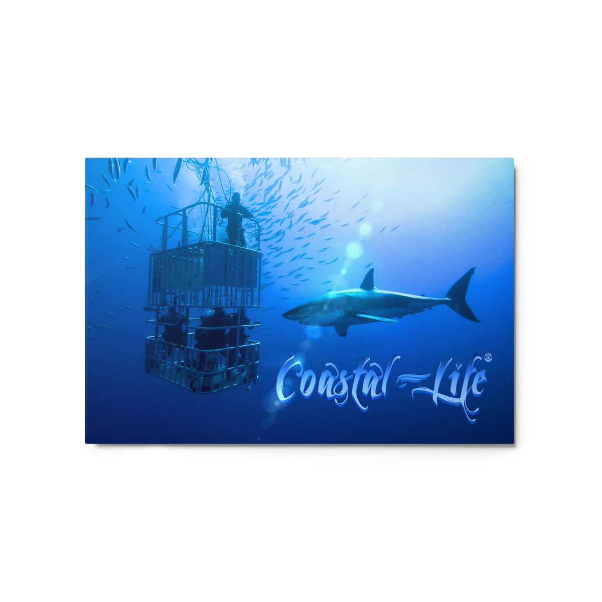 Coastal Life Cage Dive Metal Prints Made in the USA FIND YOUR COAST  CO
