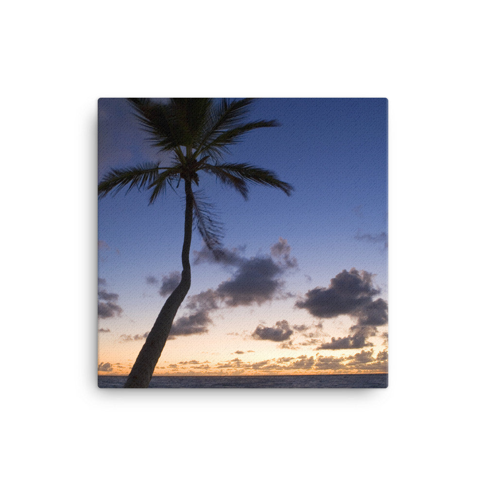 Overlooking Palm - Canvas FIND YOUR COAST  CO